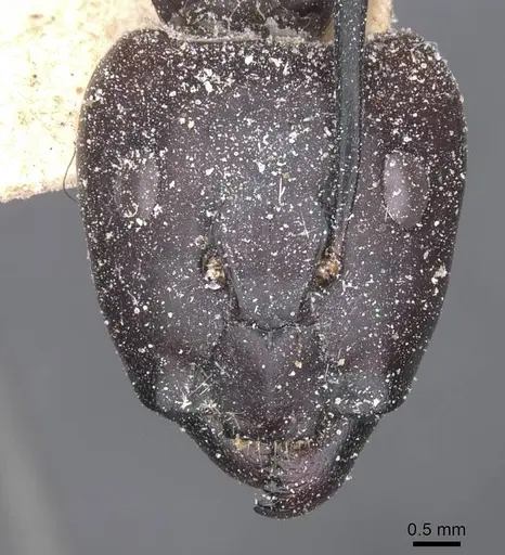 Camponotus compressus - CASENT0911927