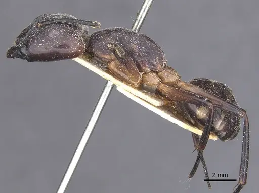 Camponotus compressus - CASENT0911927