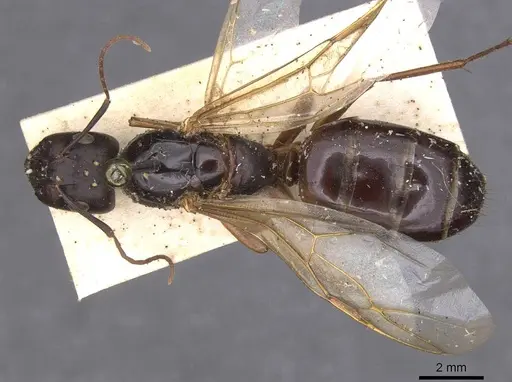 Camponotus compressus - CASENT0913624