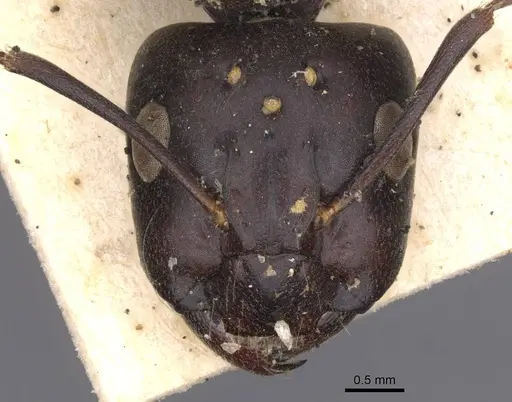 Camponotus compressus - CASENT0913624