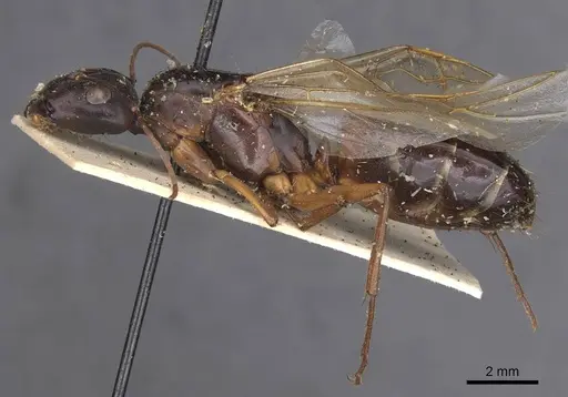 Camponotus compressus - CASENT0913624