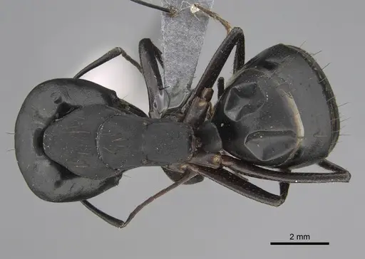Camponotus compressus - CASENT0923333
