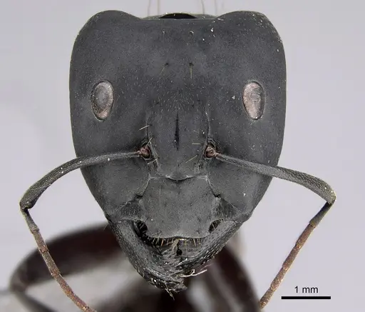 Camponotus compressus - CASENT0923333