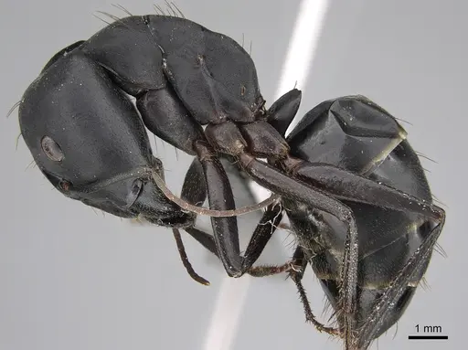 Camponotus compressus - CASENT0923333