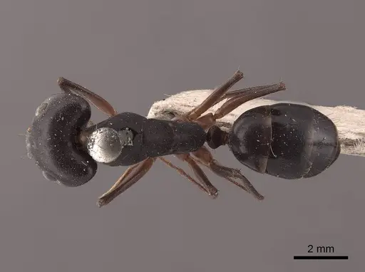 Camponotus compressus - FMNHINS0000045742