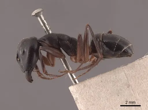 Camponotus compressus - FMNHINS0000045742