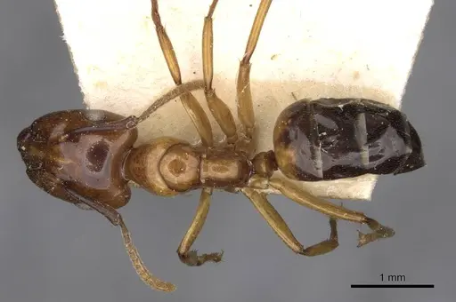 Camponotus concilians specimen