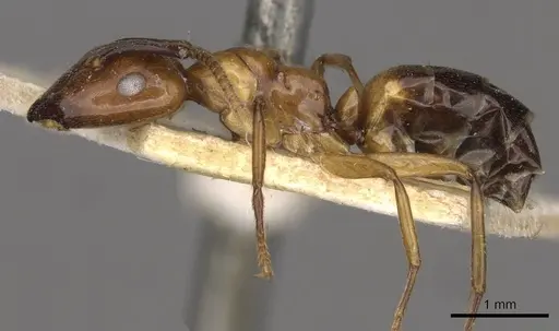 Camponotus concilians specimen
