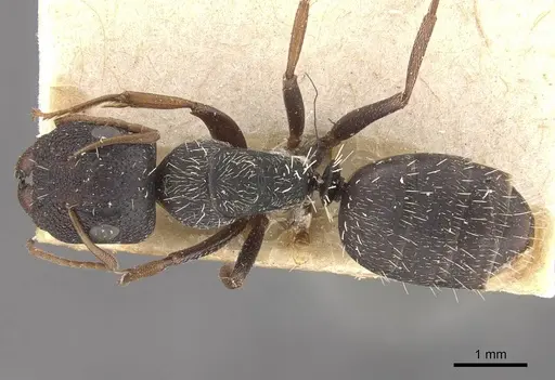 Camponotus confluens specimen