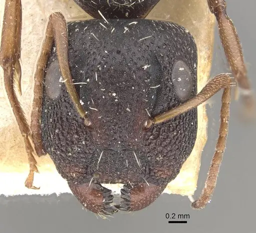 Camponotus confluens specimen