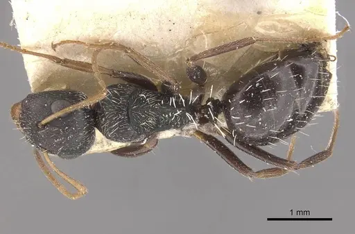 Camponotus confluens - CASENT0910552