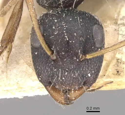 Camponotus confluens - CASENT0910552