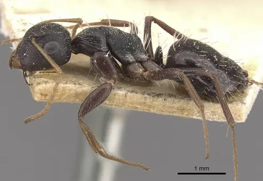 Camponotus confluens - CASENT0910552