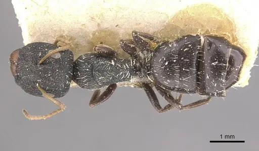 Camponotus confluens - CASENT0910553