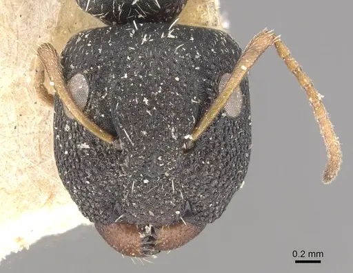 Camponotus confluens - CASENT0910553