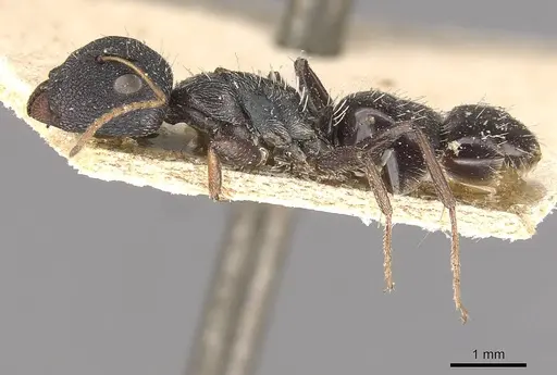 Camponotus confluens - CASENT0910553