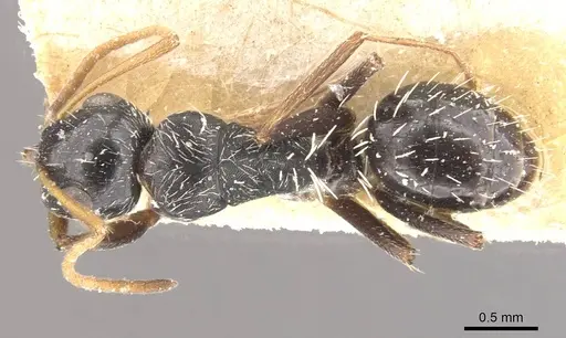 Camponotus confluens - CASENT0910554