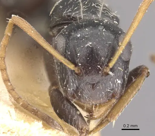Camponotus confluens - CASENT0910554