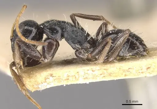 Camponotus confluens - CASENT0910554