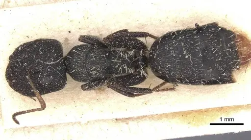 Camponotus confluens - CASENT0911830