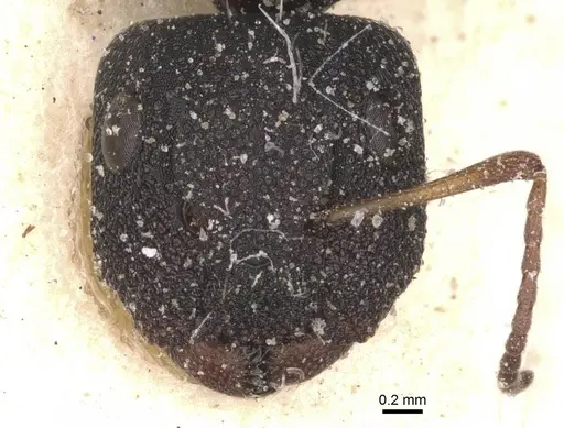 Camponotus confluens - CASENT0911830