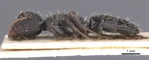 Camponotus confluens - CASENT0911830