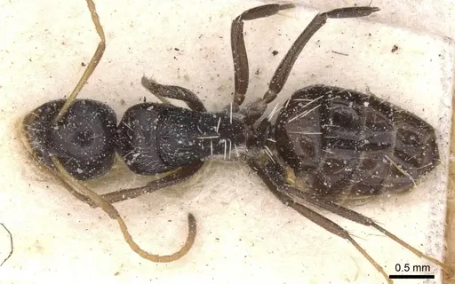 Camponotus confluens - CASENT0911831