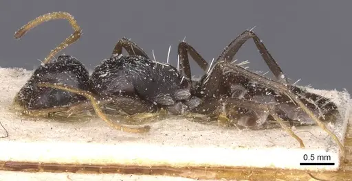 Camponotus confluens - CASENT0911831