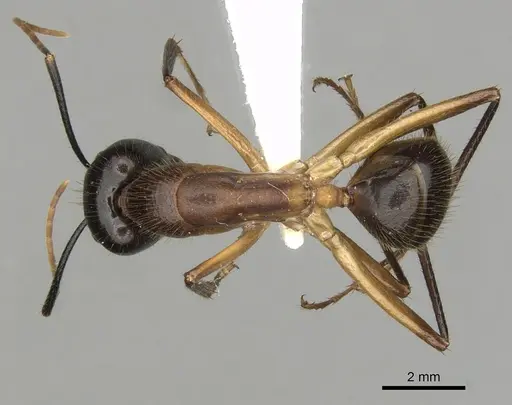 Camponotus confucii specimen