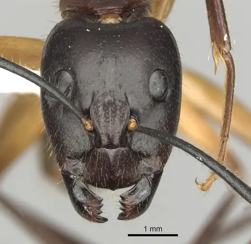 Camponotus confucii specimen