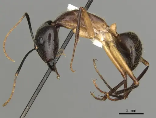 Camponotus confucii specimen