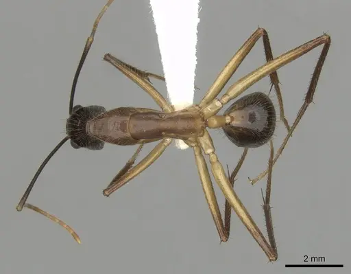 Camponotus confucii - CASENT0280168