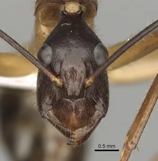 Camponotus confucii - CASENT0280168