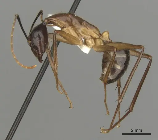 Camponotus confucii - CASENT0280168