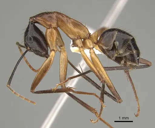 Camponotus confucii - CASENT0887669