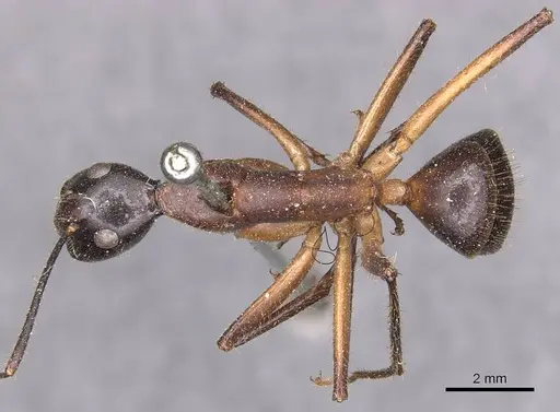 Camponotus confucii - CASENT0905253