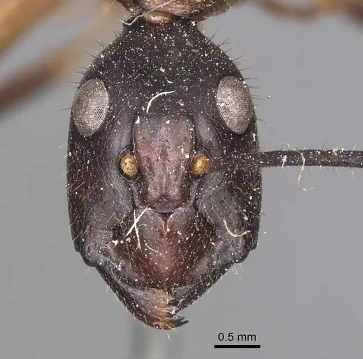 Camponotus confucii - CASENT0905253