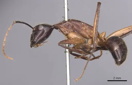 Camponotus confucii - CASENT0905253