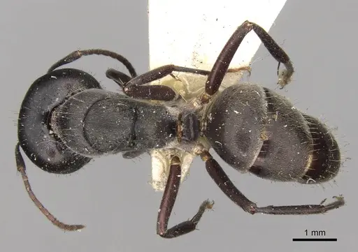 Camponotus confucii - CASENT0906983