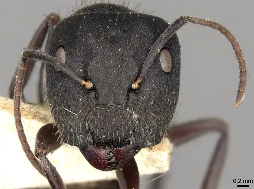 Camponotus confucii - CASENT0906983