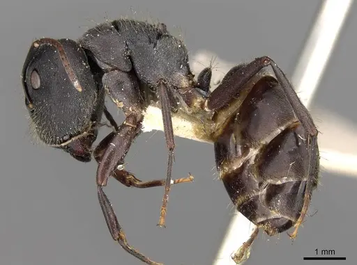Camponotus confucii - CASENT0906983