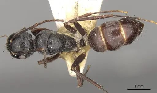 Camponotus confucii - CASENT0906984