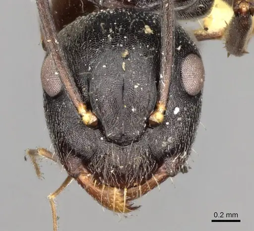 Camponotus confucii - CASENT0906984