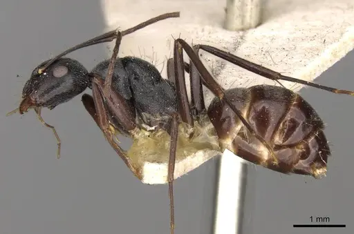 Camponotus confucii - CASENT0906984