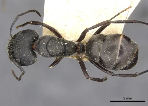 Camponotus confucii - CASENT0910428