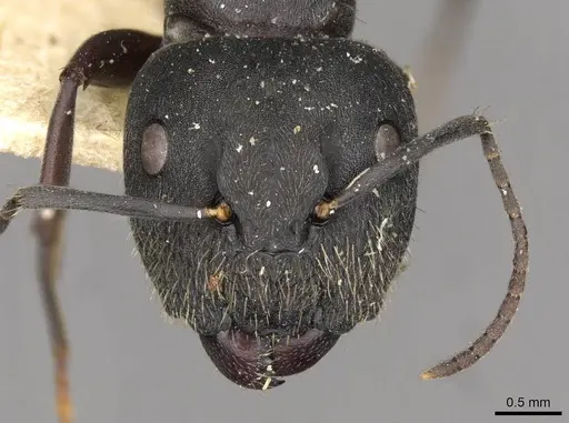 Camponotus confucii - CASENT0910428