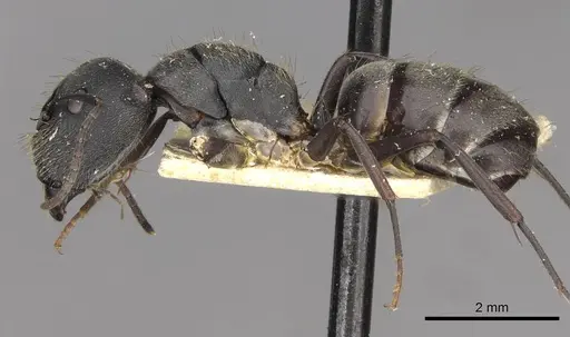 Camponotus confucii - CASENT0910428