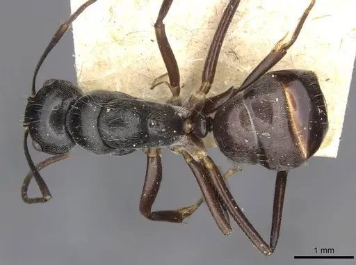 Camponotus confucii - CASENT0910429