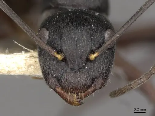 Camponotus confucii - CASENT0910429