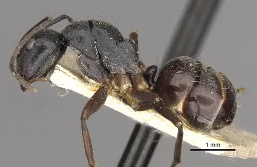 Camponotus confucii - CASENT0910429